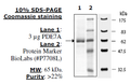 PDE7A (Mouse), GST-tag Recombinant – Figure 1 of 2