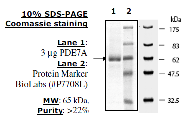 PDE7A (Mouse), GST-tag Recombinant – Figure 1 of 2