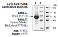 PDE7B (Mouse), GST-tag Recombinant – Figure 1 of 2