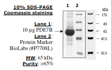 PDE7B (Mouse), GST-tag Recombinant – Figure 1 of 2