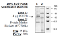 PDE7B (Rat), GST-tag Recombinant – Figure 1 of 2