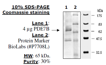 PDE7B (Rat), GST-tag Recombinant – Figure 1 of 2