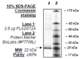 PLA2G12A, His-tag Recombinant – Figure 1 of 1