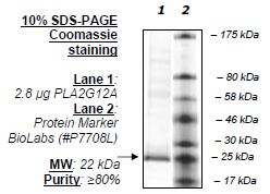 PLA2G12A, His-tag Recombinant – Figure 1 of 1