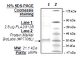 PLA2G12B, His-tag Recombinant – Figure 1 of 1
