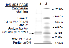PLA2G12B, His-tag Recombinant – Figure 1 of 1