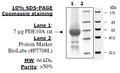 PDE10A (Rat), GST-tag Recombinant – Figure 1 of 2