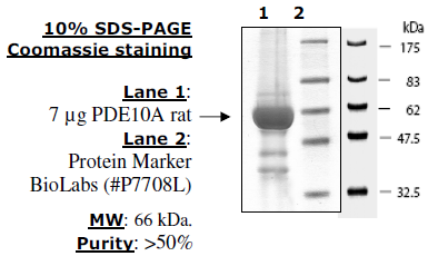 PDE10A (Rat), GST-tag Recombinant – Figure 1 of 2