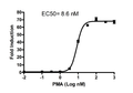 AP-1 Reporter - HEK293 Recombinant Cell Line (JNK signaling pathway) – Figure 1 of 5
