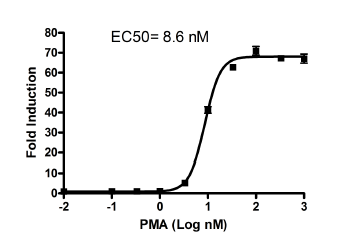 AP-1 Reporter - HEK293 Recombinant Cell Line (JNK signaling pathway) – Figure 1 of 5