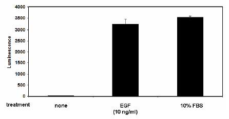 SRE Reporter - HEK293 Recombinant Cell Line (ERK Pathway) – Figure 1 of 8