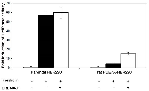 PDE7A-HEK293 Recombinant Cell Line (Rat) – Figure 1 of 1