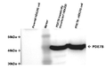 PDE7B-HEK293 Recombinant Cell Line – Figure 1 of 2