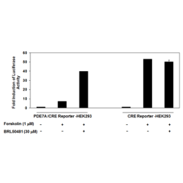 PDE7A/CRE Reporter - HEK293 Recombinant Cell Line – Figure 1 of 2
