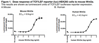 TCF/LEF Reporter - HEK293 Cell Line (Wnt Signaling Pathway)