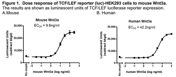 TCF/LEF Reporter - HEK293 Cell Line (Wnt Signaling Pathway) – Figure 1 of 7