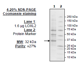 Lysyl Oxidase-like 2 (LOXL2), FLAG-tag (Sf9-derived) Recombinant – Figure 1 of 2
