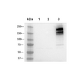 CFTR HEK293 Recombinant Cell Line – Figure 1 of 3