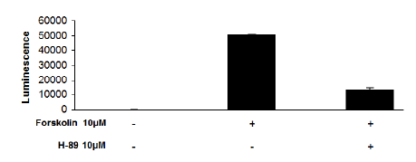 CRE/CREB Reporter (Luc) - HEK293 Recombinant Cell Line (cAMP / PKA Signaling) – Figure 1 of 4