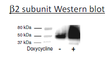 Nav1.8/β2 - HEK293 Recombinant Cell Line – Figure 1 of 2