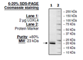 Lysyl oxidase-like 4 (LOXL4), His-tag (E. coli-derived) Recombinant – Figure 1 of 1