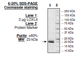Lysyl oxidase-like 4 (LOXL4), His-tag (E. coli-derived) Recombinant – Figure 1 of 1