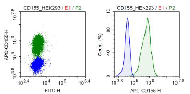 CD155 (PVR) - HEK293 Recombinant Cell Line – Figure 1 of 1