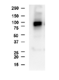 DAT - CHOK1 Recombinant Cell Line – Figure 1 of 2