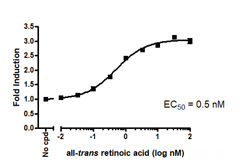RARγ Luciferase Reporter HEK293 Cell Line – Figure 1 of 1