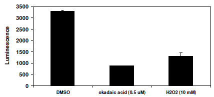 Hippo Pathway/TEAD Luciferase Reporter MCF7 Cell Line – Figure 1 of 4