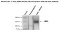 hERG (Kv11.1) - HEK293 Recombinant Cell line – Figure 1 of 4