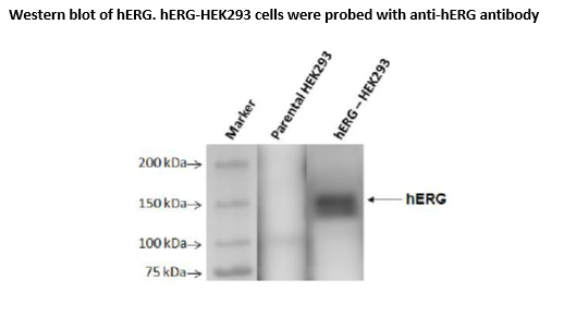 hERG (Kv11.1) - HEK293 Recombinant Cell line – Figure 1 of 4
