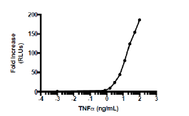 NF-κB Reporter (Luc) - HCT116 Recombinant Cell Line – Figure 1 of 2