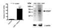 CD27 CHO-K1 Stable Recombinant Cell Line – Figure 1 of 2