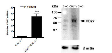 CD27 CHO-K1 Stable Recombinant Cell Line – Figure 1 of 2