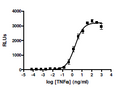NF-κB Luciferase Reporter A549 Cell Line – Figure 1 of 4