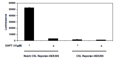 Notch1/CSL Luciferase Reporter HEK293 Cell Line – Figure 1 of 2
