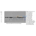 GAPDH Antibody – Figure 1 of 5