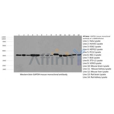 GAPDH Antibody – Figure 1 of 5