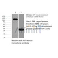 GFP-tag Antibody – Figure 1 of 4