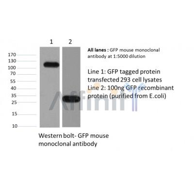 GFP-tag Antibody – Figure 1 of 4