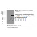 HA-Tag Antibody – Figure 1 of 5
