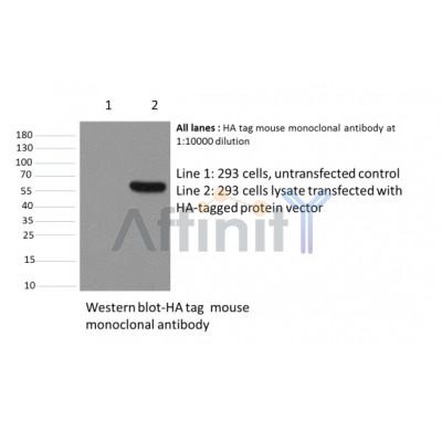 HA-Tag Antibody – Figure 1 of 5