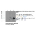 His-Tag Antibody – Figure 1 of 3