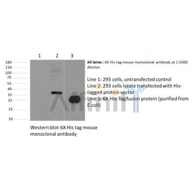 His-Tag Antibody – Figure 1 of 3
