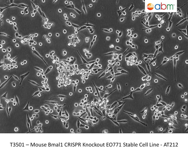 Bmal1 CRISPR Knockout EO771 Stable Cell Line - AT212 | Applied Biological Materials (abm)