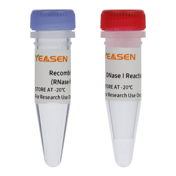 Recombinant Deoxyribonuclease I (DNase I, RNase-free) GMP-grade (2 U/μL)