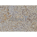 NUAK2 Antibody – Figure 1 of 3