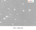 HMC3 Cells | Applied Biological Materials (abm)