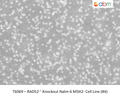 ADCP1 CRISPR Knockout 293T Cell Line | Applied Biological Materials (abm)